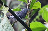 Bar-crested Antshrike